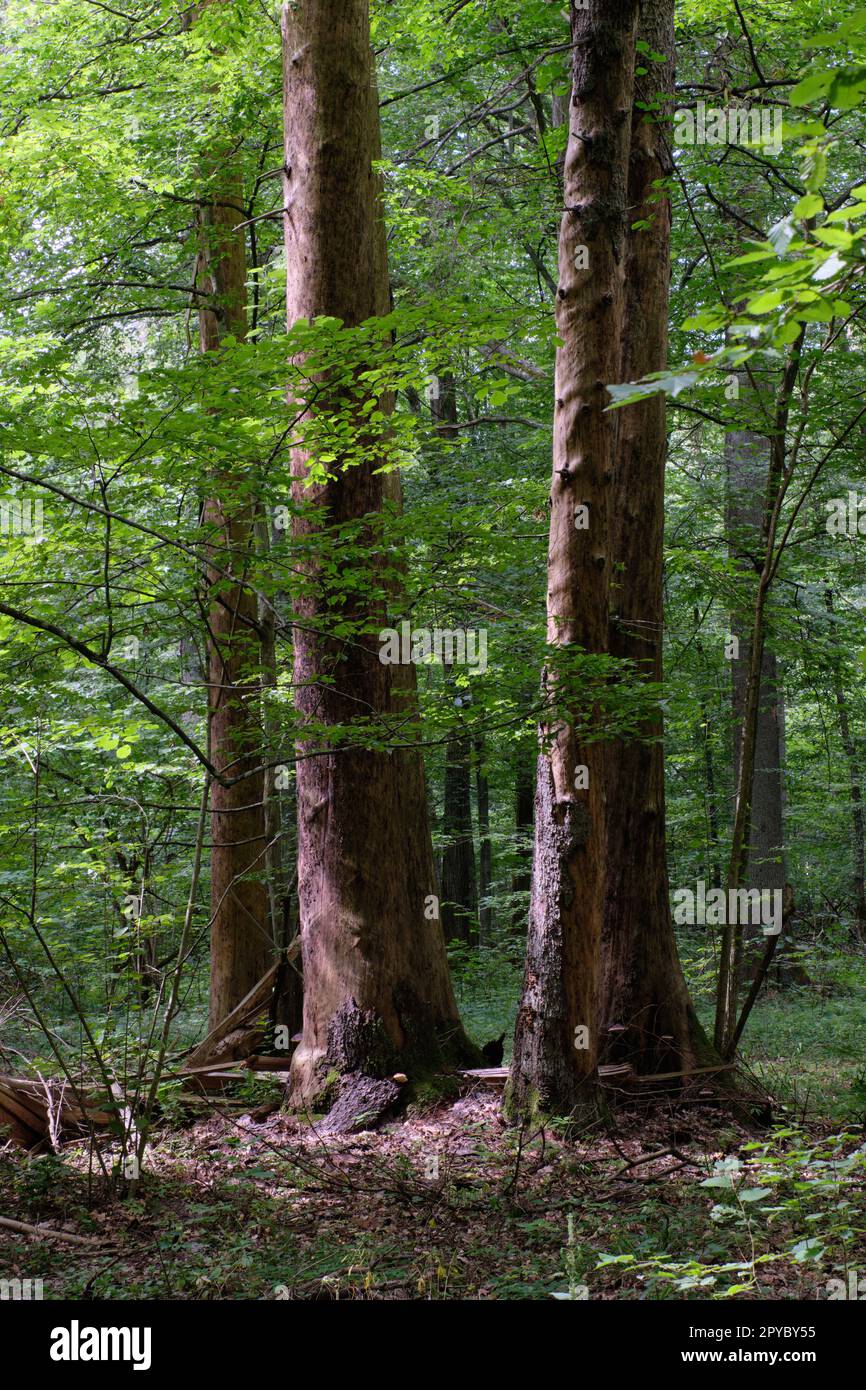 Bosque primitivo caducifolio de verano con árboles viejos Foto de stock