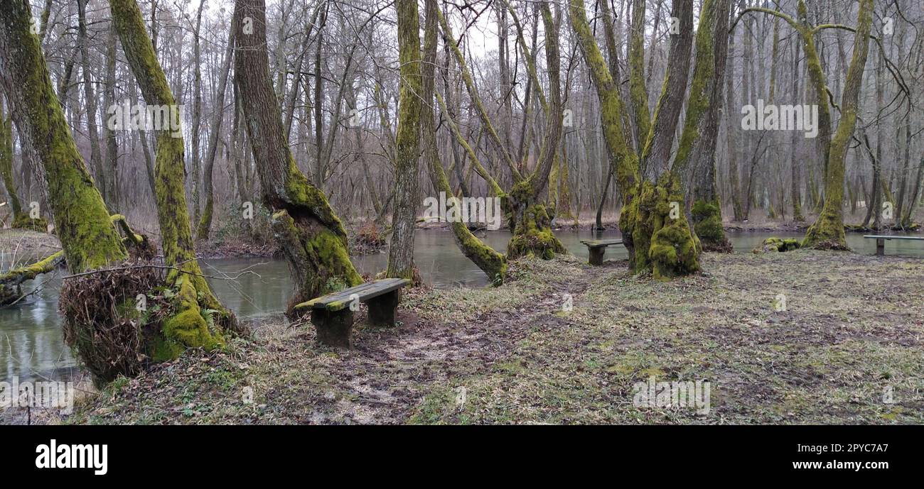 Monumento Nacional Natural Fuente de Bosnia en el cantón de Sarajevo. Comienzo del río Milatsky. Los fríos arroyos de montaña se funden en un río. En la orilla del mar crecen árboles viejos con musgo en los troncos. Foto de stock