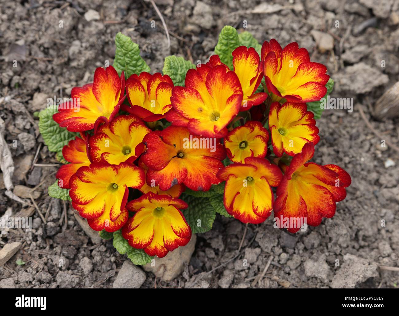 Naranja y amarillo Inglés Primrose - nombre latino - Primula Híbridos de polianthus Foto de stock