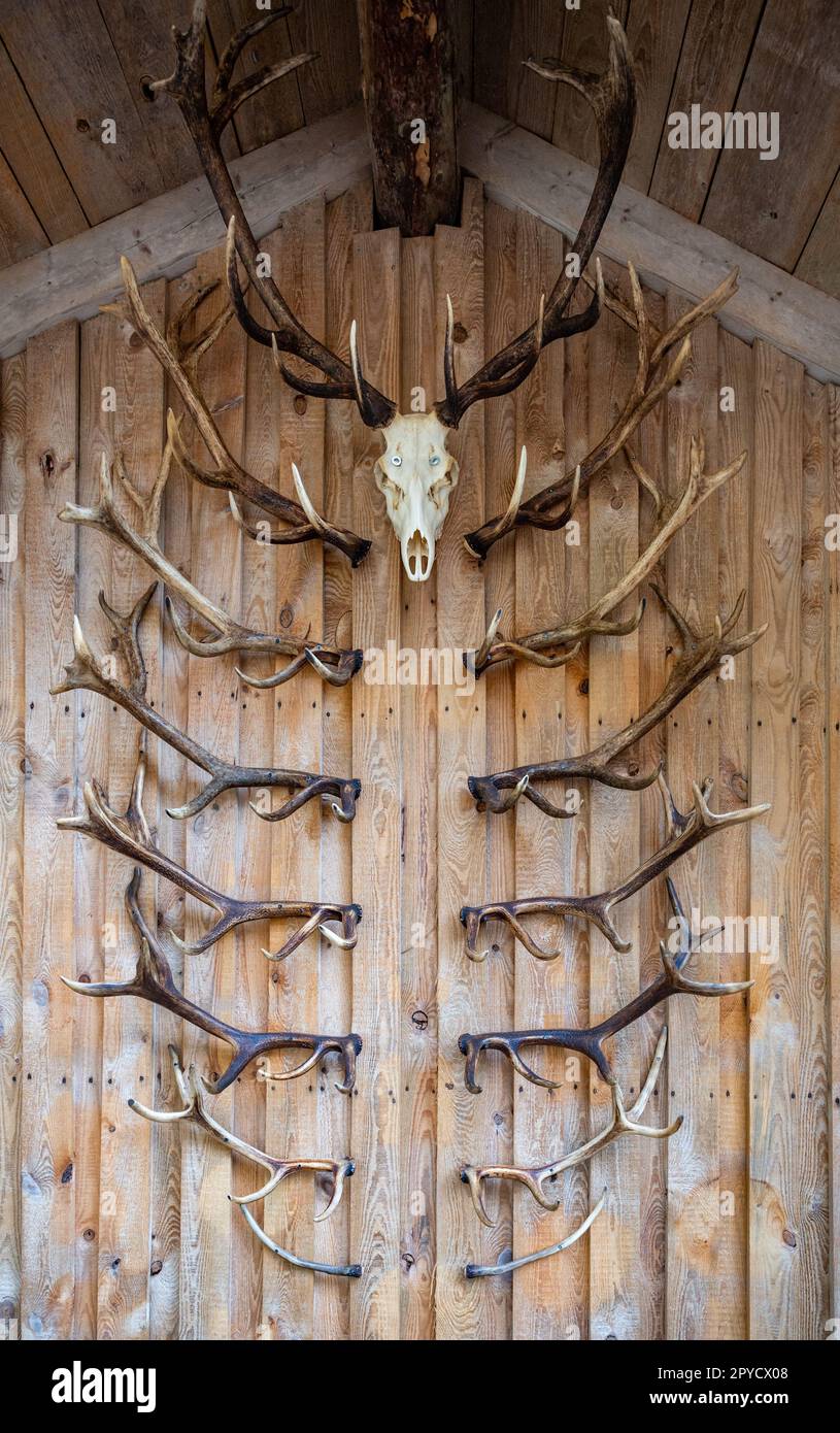 Cuernos de ciervo y cráneos de ciervo cuelgan en una pared de madera como decoración, tiro vertical Foto de stock