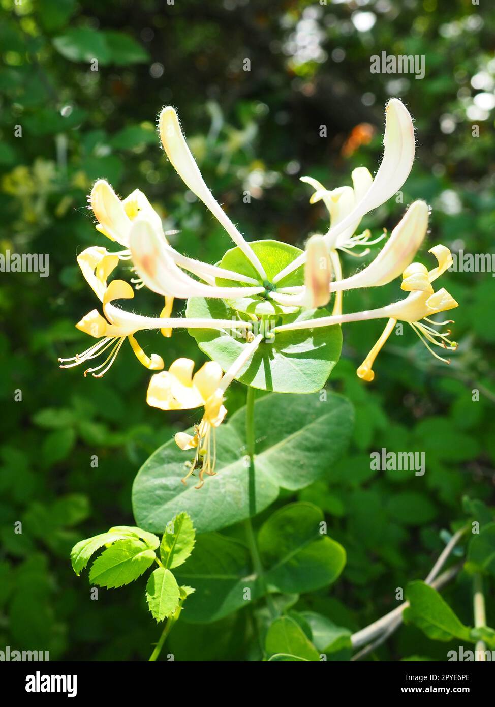 La madreselva florece en el jardín. Flores blancas y amarillas de Lonicera Caprifolium contra de hojas verdes. Floricultura y horticultura. Arcadas de arbustos o enredaderas en la familia Caprifoliaceae. Foto de stock