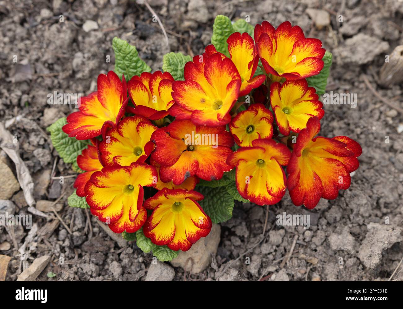 Naranja y amarillo Inglés Primrose - nombre latino - Primula Híbridos de polianthus Foto de stock