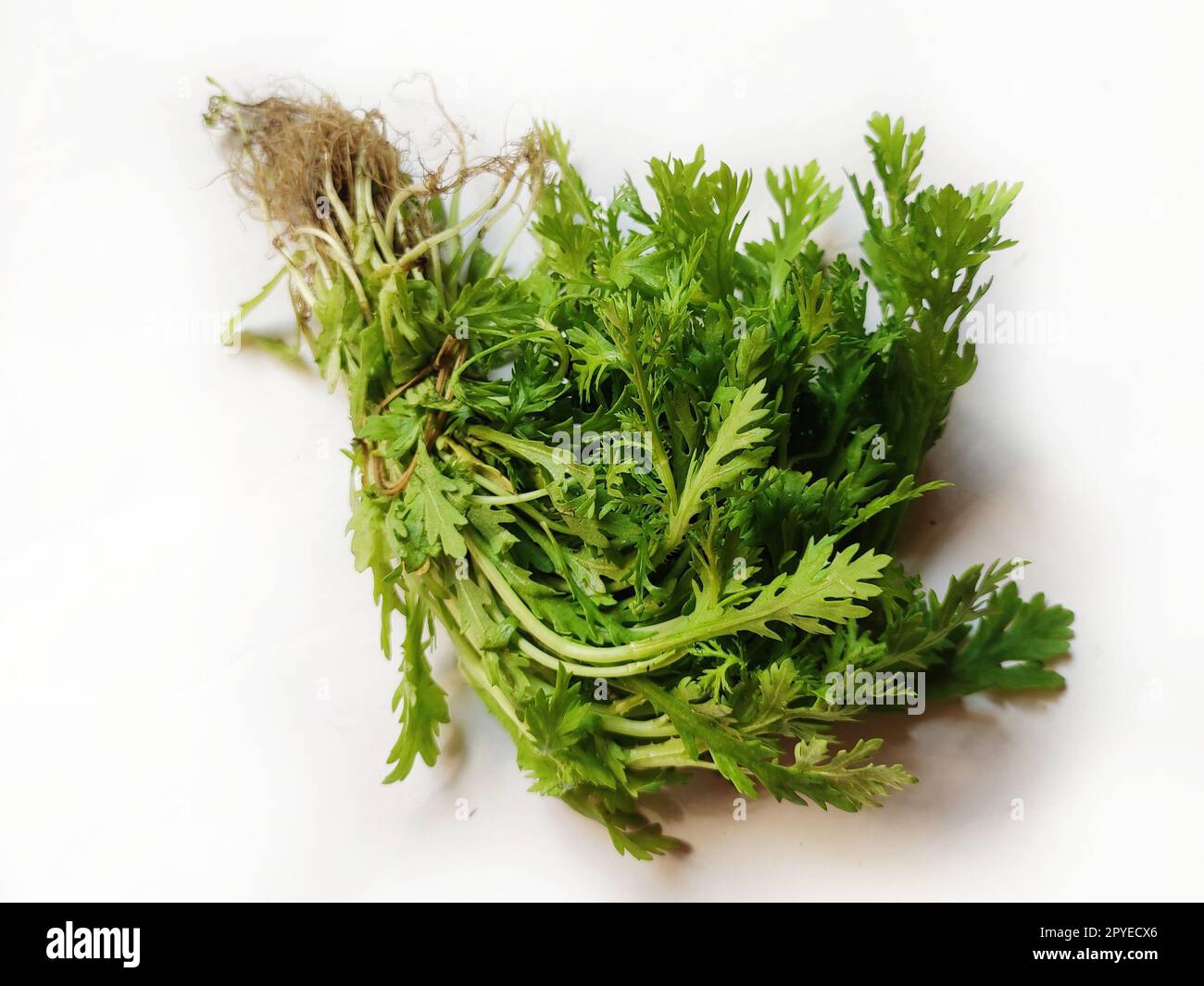 Verdura de hoja Margarita de corona, crisantemo verde japonés o