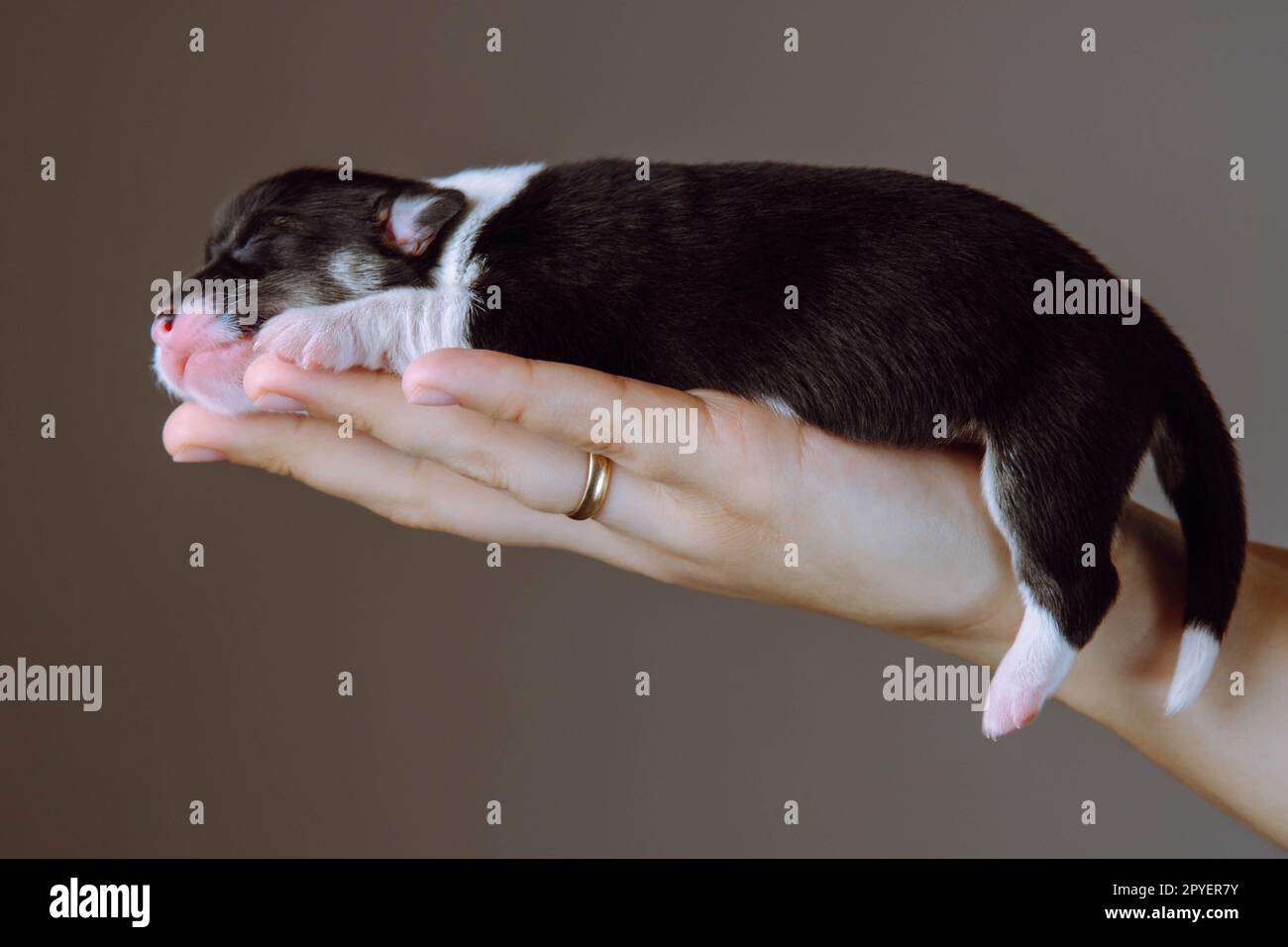 Closeup mano de mujer irreconocible con anillo en el dedo sostenga pequeño cachorro somnoliento de perro galés corgi en estudio. Cuidado de mascotas Foto de stock