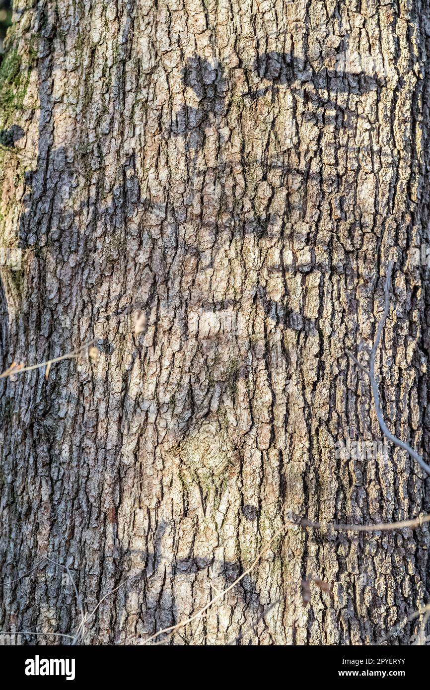 Tronco de árbol marrón y sombras negras de ramas en él Foto de stock