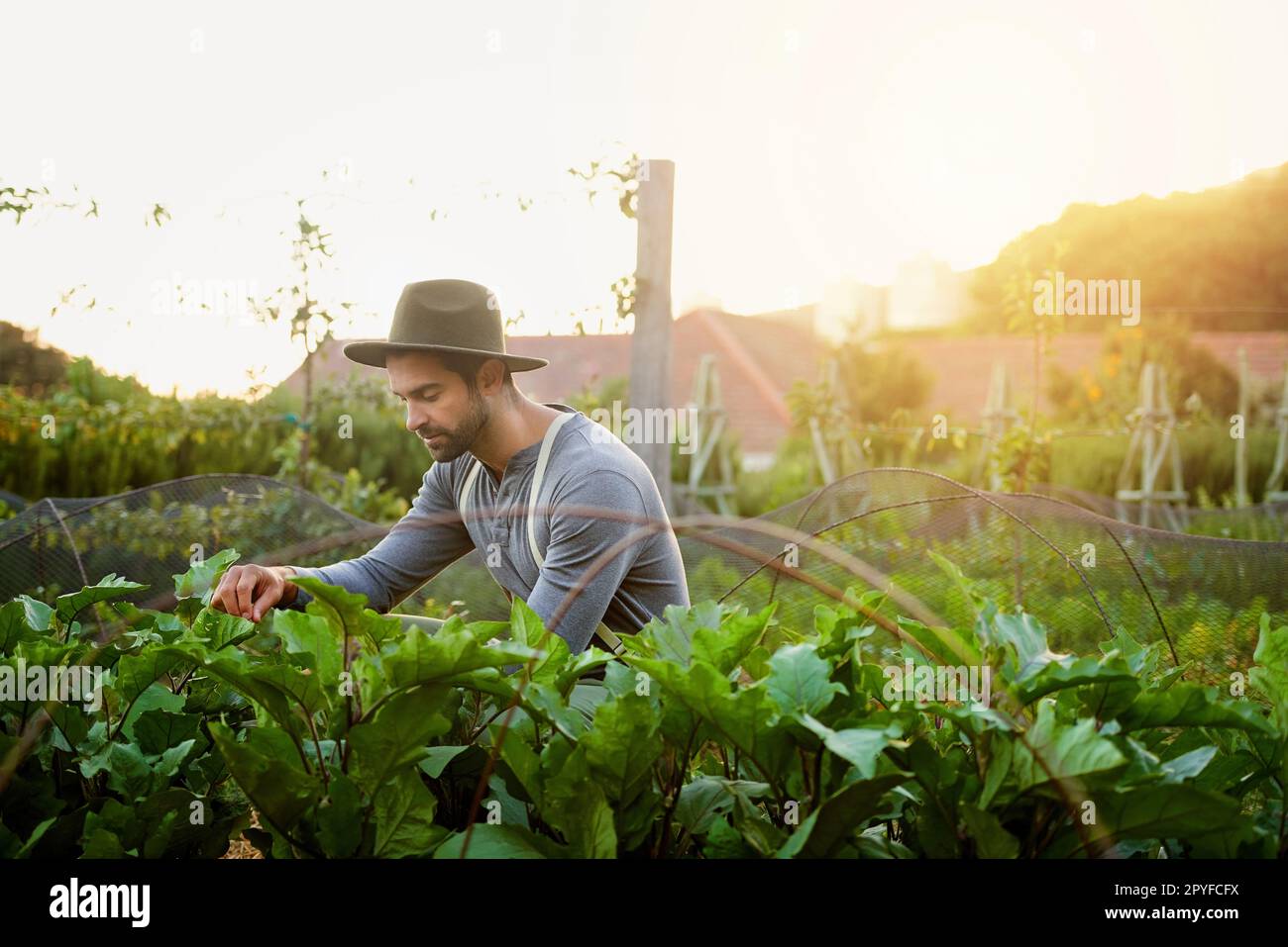 Para hacerlos crecer tienes que llegar a conocerlos. un hombre joven que atiende a los cultivos en una granja. Foto de stock