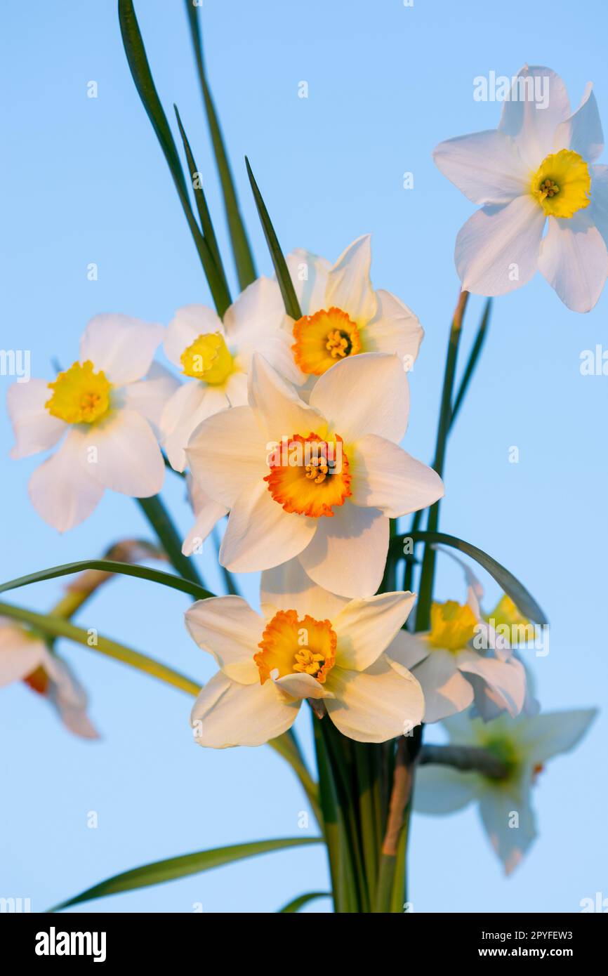 pequeño ramo de narcisos blancos sobre fondo de cielo azul Fotografía de  stock - Alamy