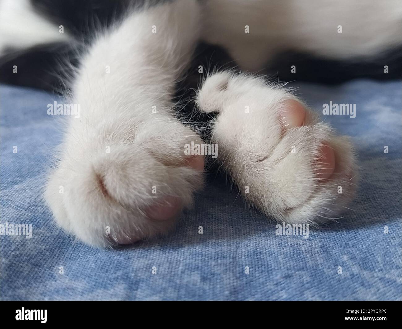 Patas de un gato blanco y negro de cerca. El gatito duerme en una manta azul con sus patas fuera. Foto borrosa alrededor de los bordes. Dedos suaves y esponjosos y almohadillas de gato rosa. Foto de stock