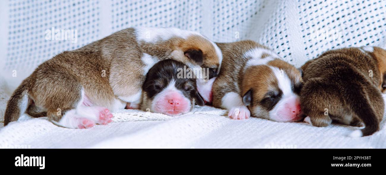 Retrato de cuatro cachorros dulces de perro pembroke galés corgi soñando durmiendo en diferentes poses sobre algodón blanco a cuadros. Foto de stock