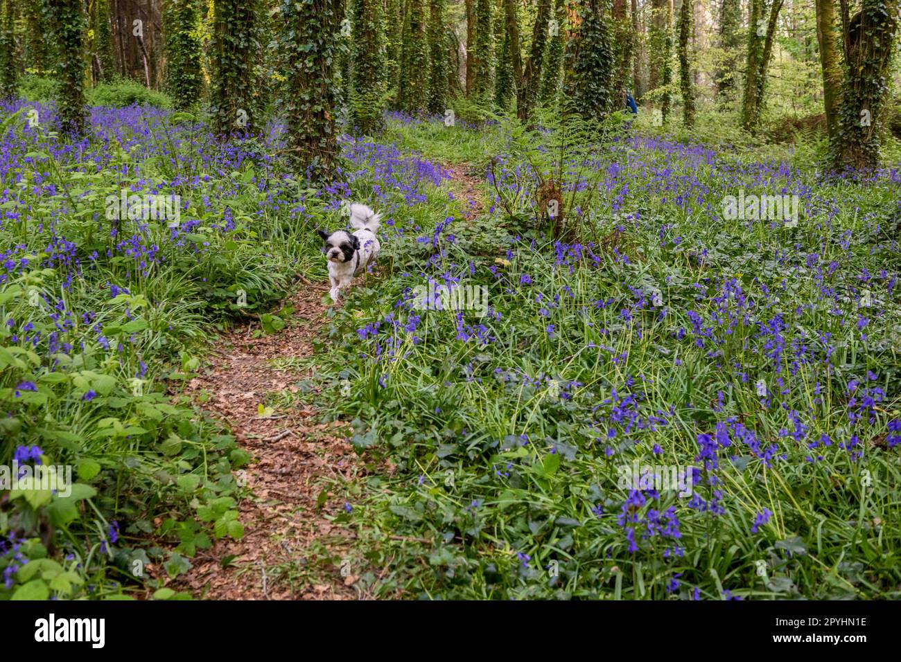 Castlefreke, West Cork, Irlanda. 3rd de mayo de 2023. Las campanas azules estaban en plena floración esta noche en Castlefreke Woods, West Cork. 'Bobby' el perro de clonakilty disfrutaba corriendo a través de las flores silvestres. Crédito: AG News/Alamy Live News Foto de stock