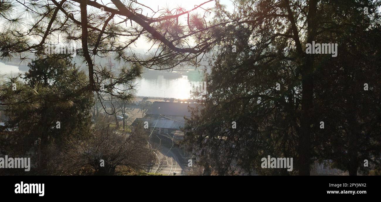 Bonita vista desde Kalemegdan, Belgrado, Serbia. Tiempo soleado, vista del río Sava. Ramas de pino con agujas largas. Luz solar nocturna. Bonita vista de la vida de la gran ciudad Foto de stock