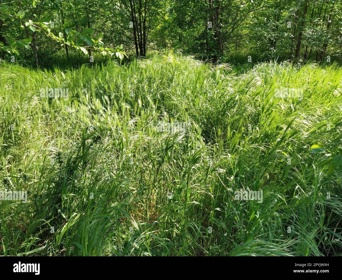 Hermosa hierba verde exuberante en la pradera o el campo. Viento fuerte. Tiempo soleado. Campo, glade o prado con vegetación salvaje. Fondo natural Foto de stock