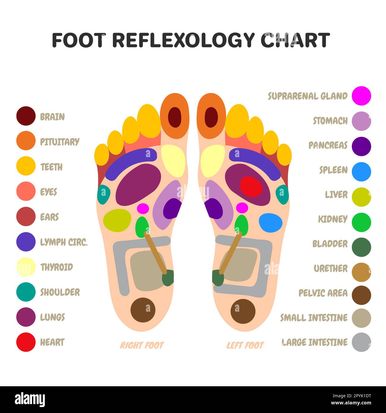 Puntos de masaje de pies de reflexología. Acupuntura y puntos de acupresión  Terapia Pies Medicina alternativa. zonas de órganos internos Fotografía de  stock - Alamy