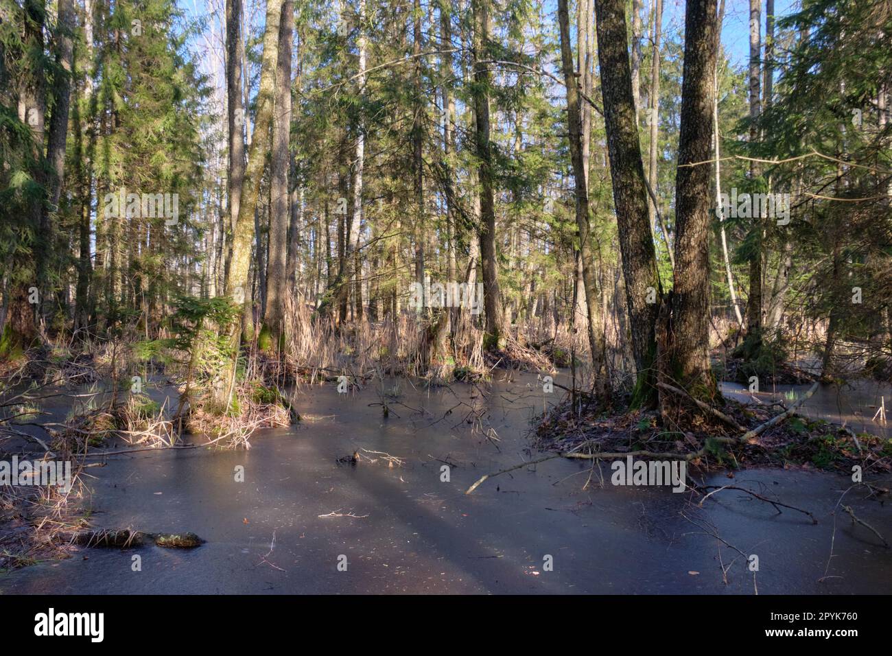 Bosque de coníferas en sol de invierno Foto de stock