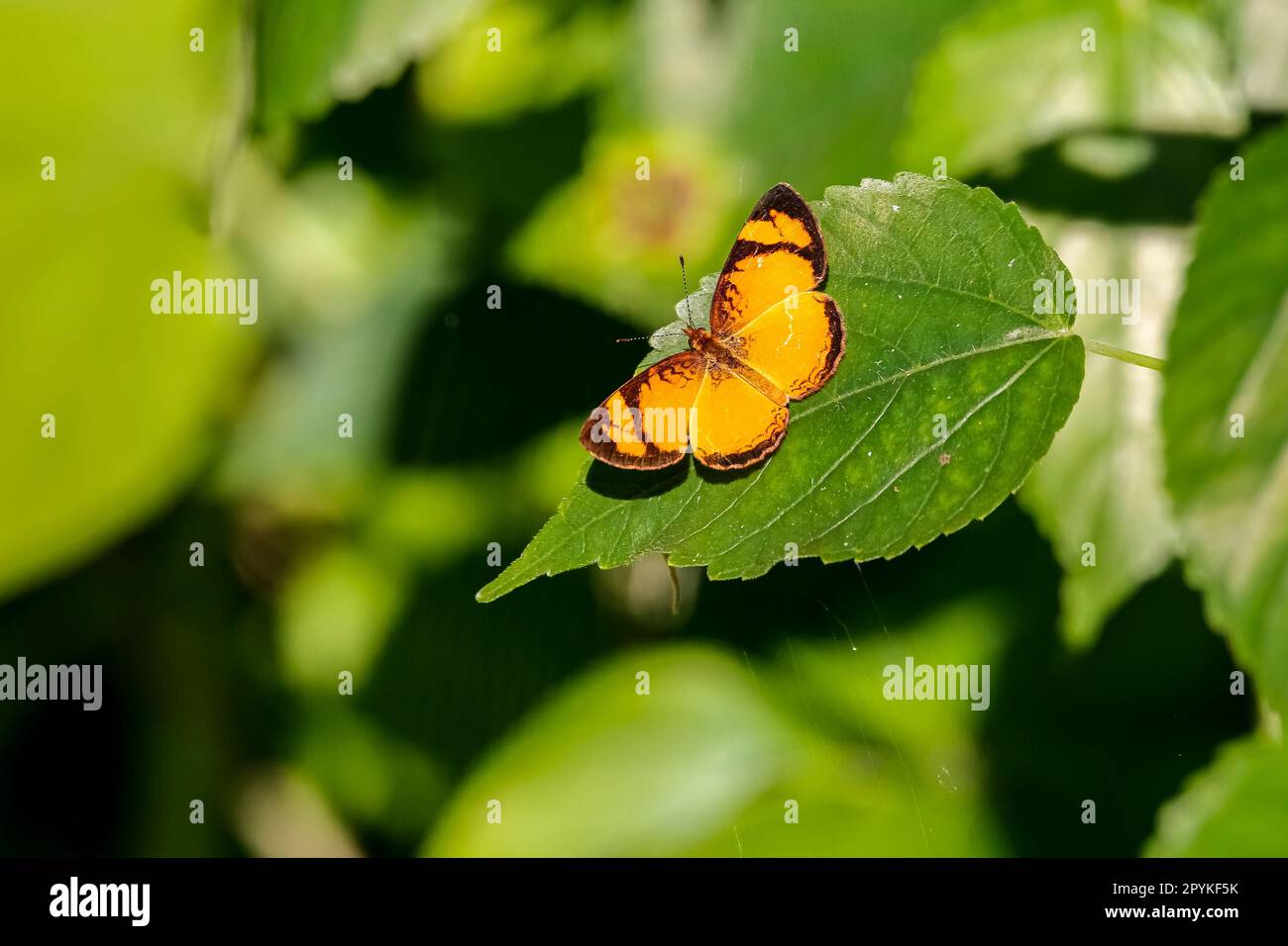 Mariposa amarilla, naranja, negra sobre una hoja verde en el sol, Iguazú, Misiones, Argentina Foto de stock