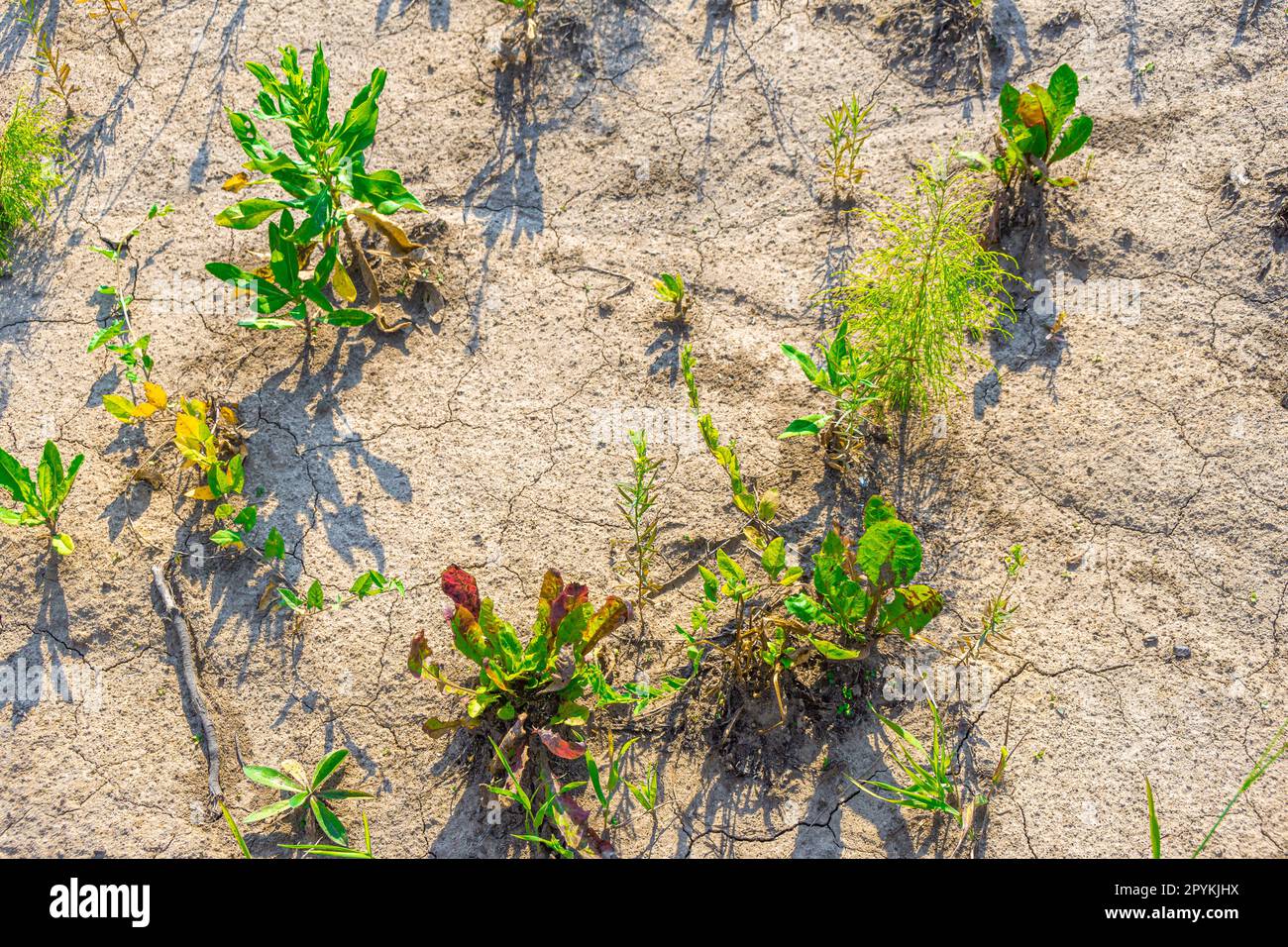 cubierta de vegetación pobre en suelos arcillosos secos desprovistos de una capa de humus, enfoque selectivo Foto de stock