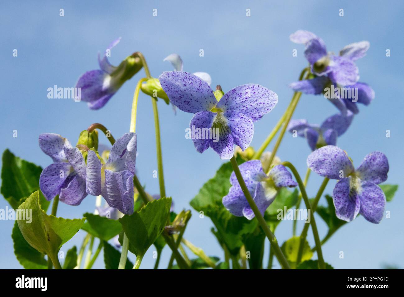 Flor, Viola sororia 'Freckles',Bloom Foto de stock