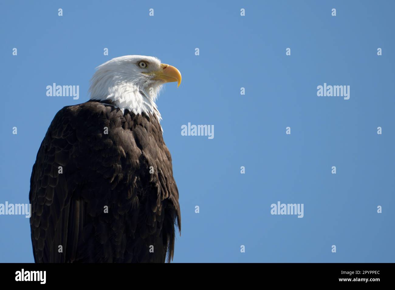 Águila calva madura (Haliaeetus leucocephalus) posada contra el cielo azul,  Área de Conservación de Recursos Naturales de Cattle Point, Isla de San  Juan, Washington Fotografía de stock - Alamy