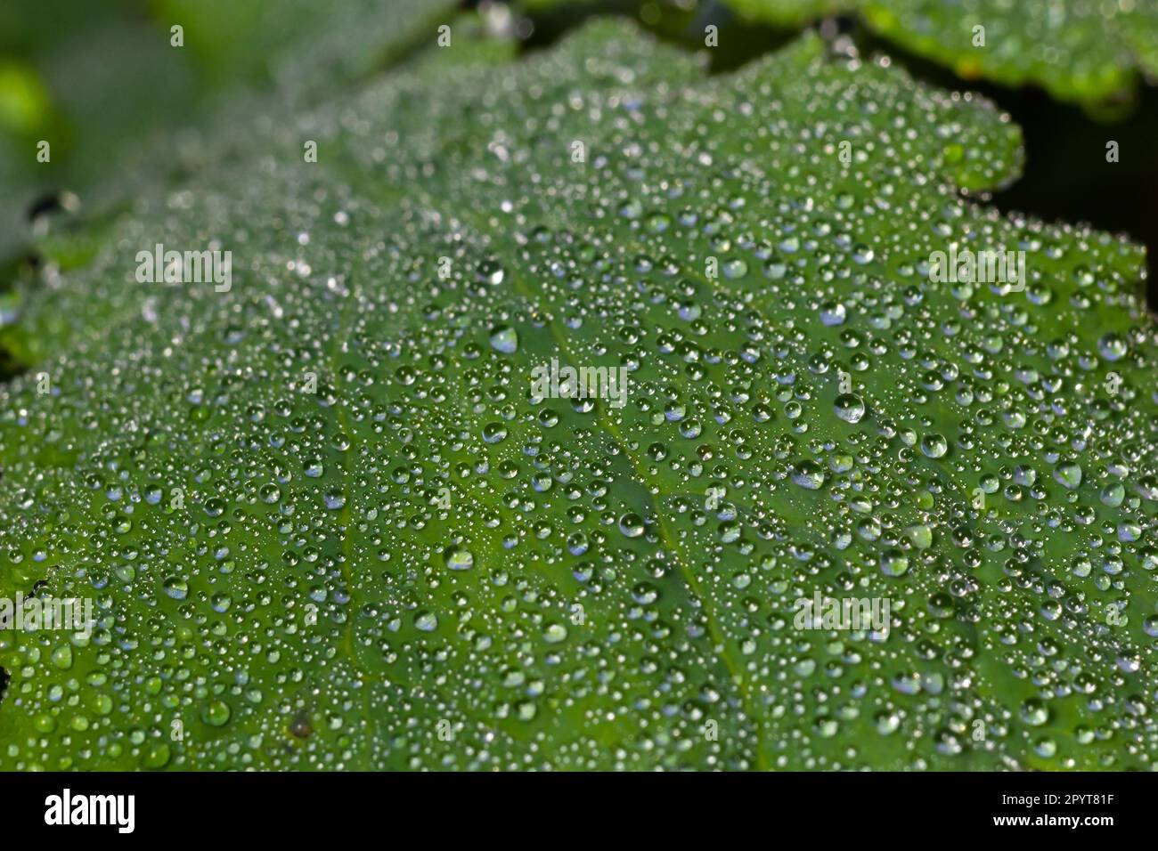 Grande hermosa gotas de agua de lluvia transparente en una macro de hoja verde. Gotas de rocío en la mañana brilla en el sol. Hermosa textura de hoja en la naturaleza. Foto de stock