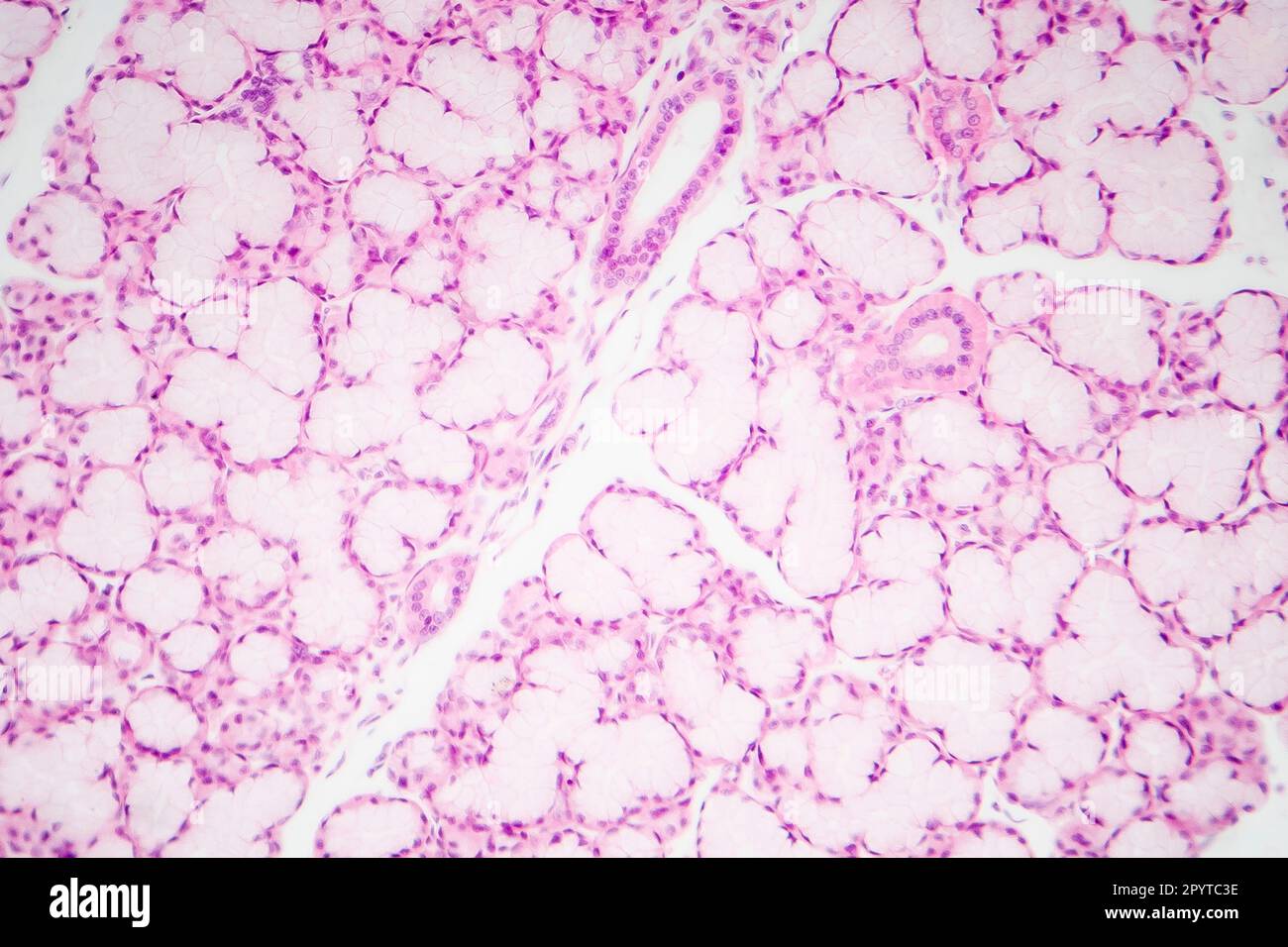 Epitelio glandular, micrografía de la glándula salival submandibular