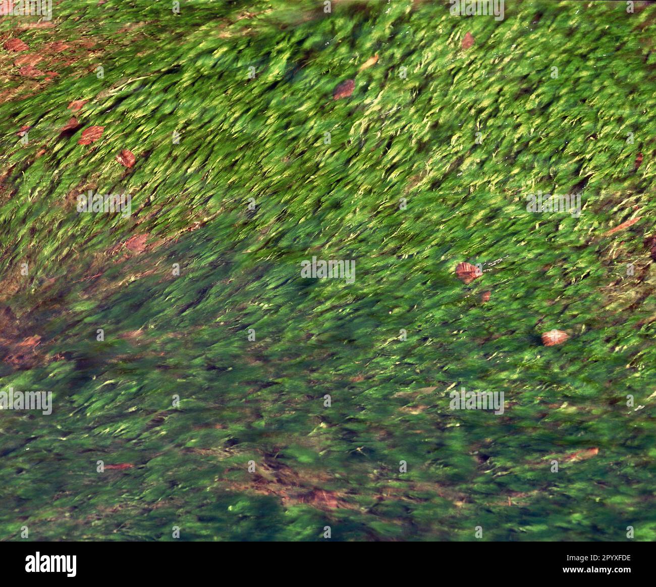 Japón. Naturaleza de cerca. Arroyo poco profundo con plantas de agua verde. Foto de stock