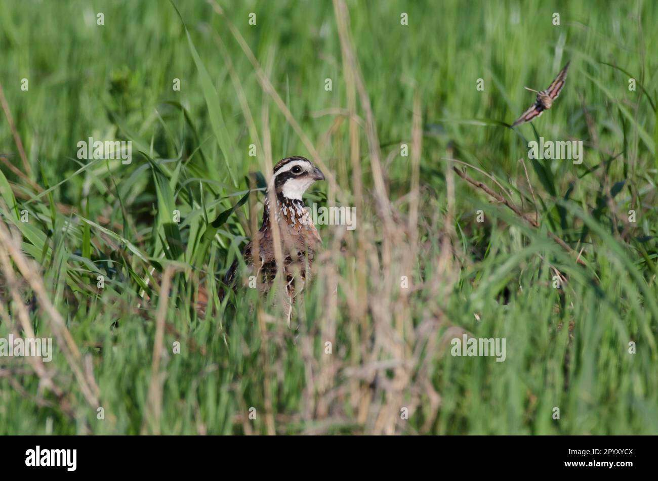 Bobwhite del Norte, Colinus virginianus, macho escondido en la hierba Foto de stock