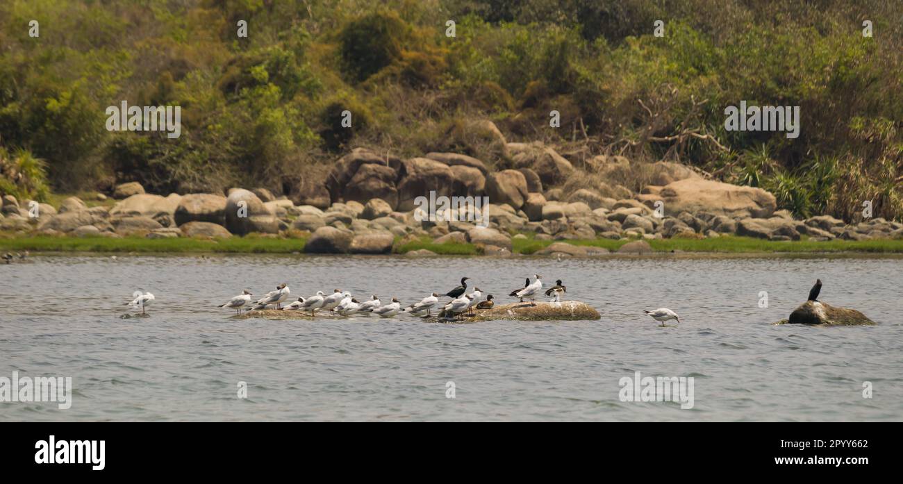 Gaviotas y cormoranes están en las rocas cerca de un lago o cuerpo de agua, tomando el sol para secar sus plumas. Estas son aves acuáticas que dependen mayoritariamente Foto de stock