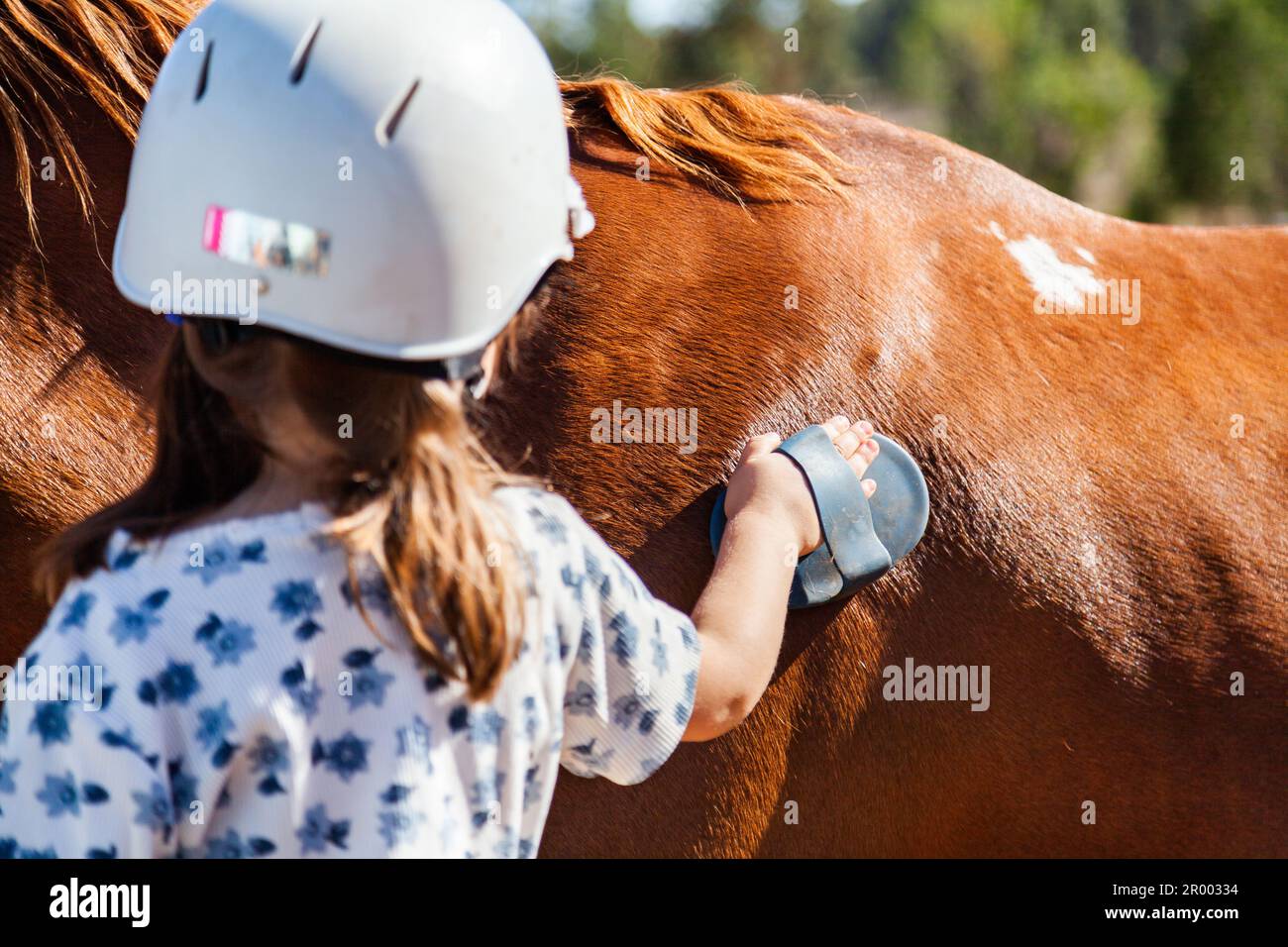 Chica joven cepillando caballo antes de montar lección de aprendizaje de cuidado animal Foto de stock