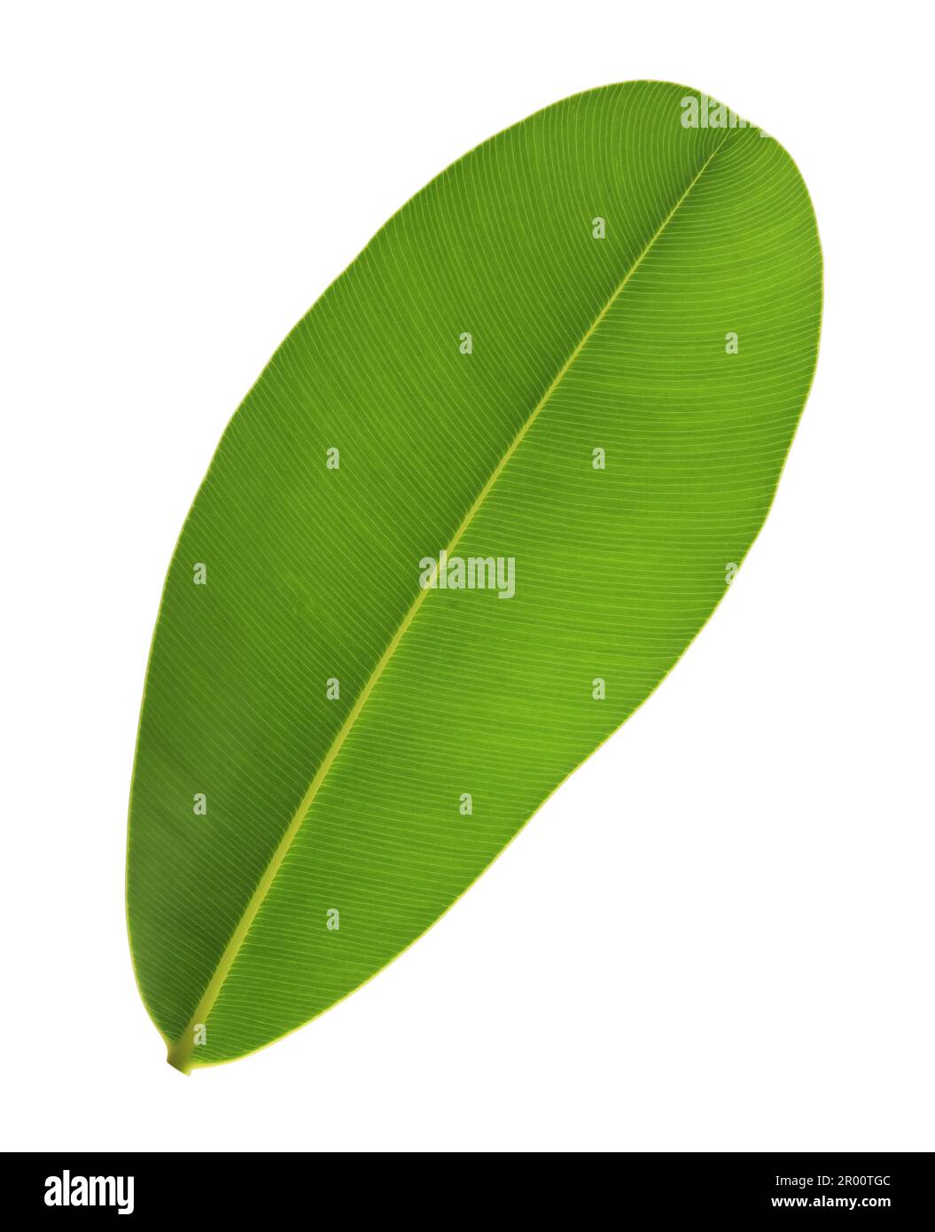 Hoja de laurel alejandrino aislado sobre fondo blanco Fotografía de