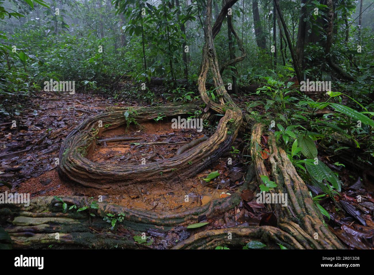 Interior de la selva amazónica en Guayana Francesa. Bosque lluvioso primario, Amazonia. Brasil selva, árboles en la selva tropical. Foto de stock