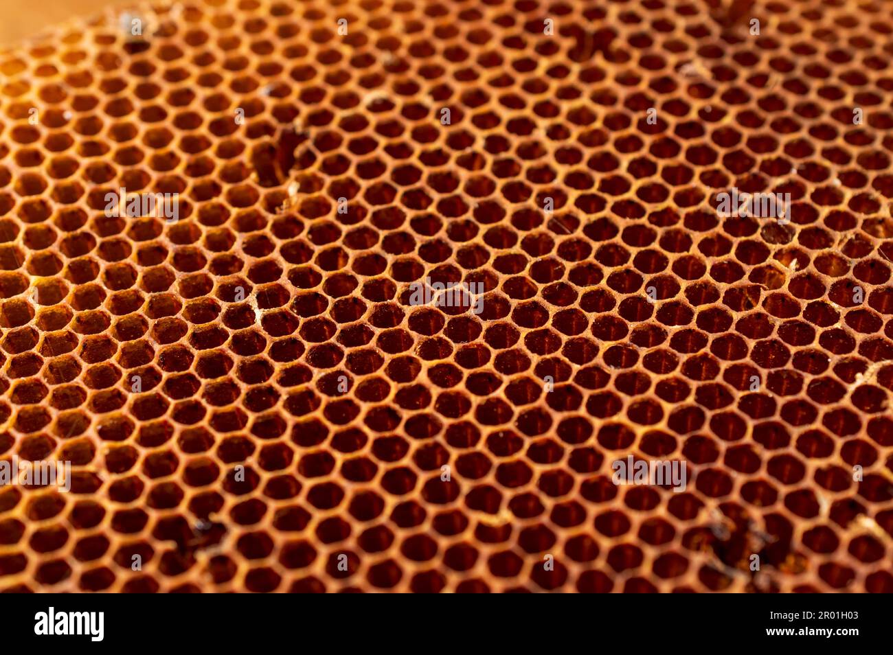  Gránulos de polen de abeja (1lb) : Salud y Hogar