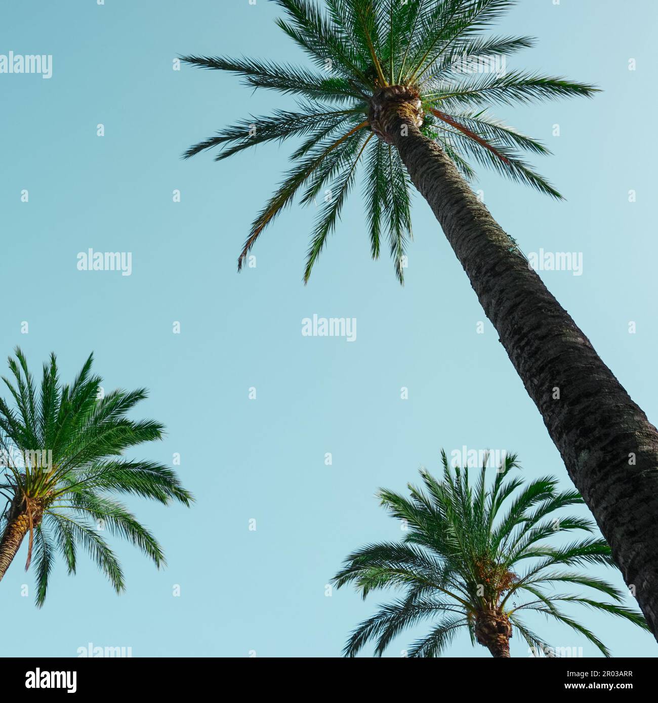 palmeras con fondo de cielo azul, clima tropical Foto de stock