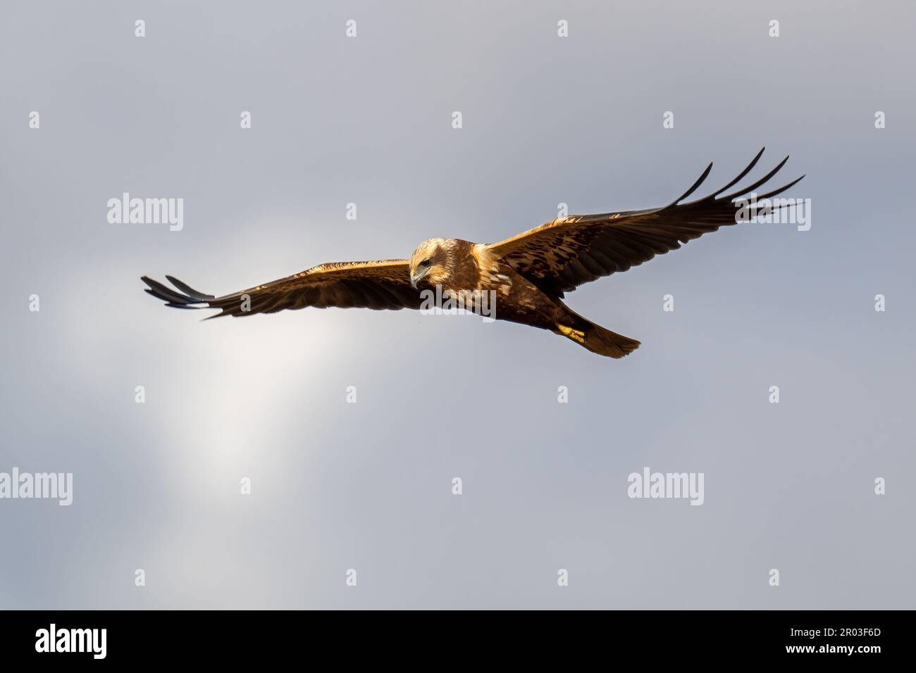 Hembra Marsh Harrier-Circus aeruginosus en vuelo. Foto de stock