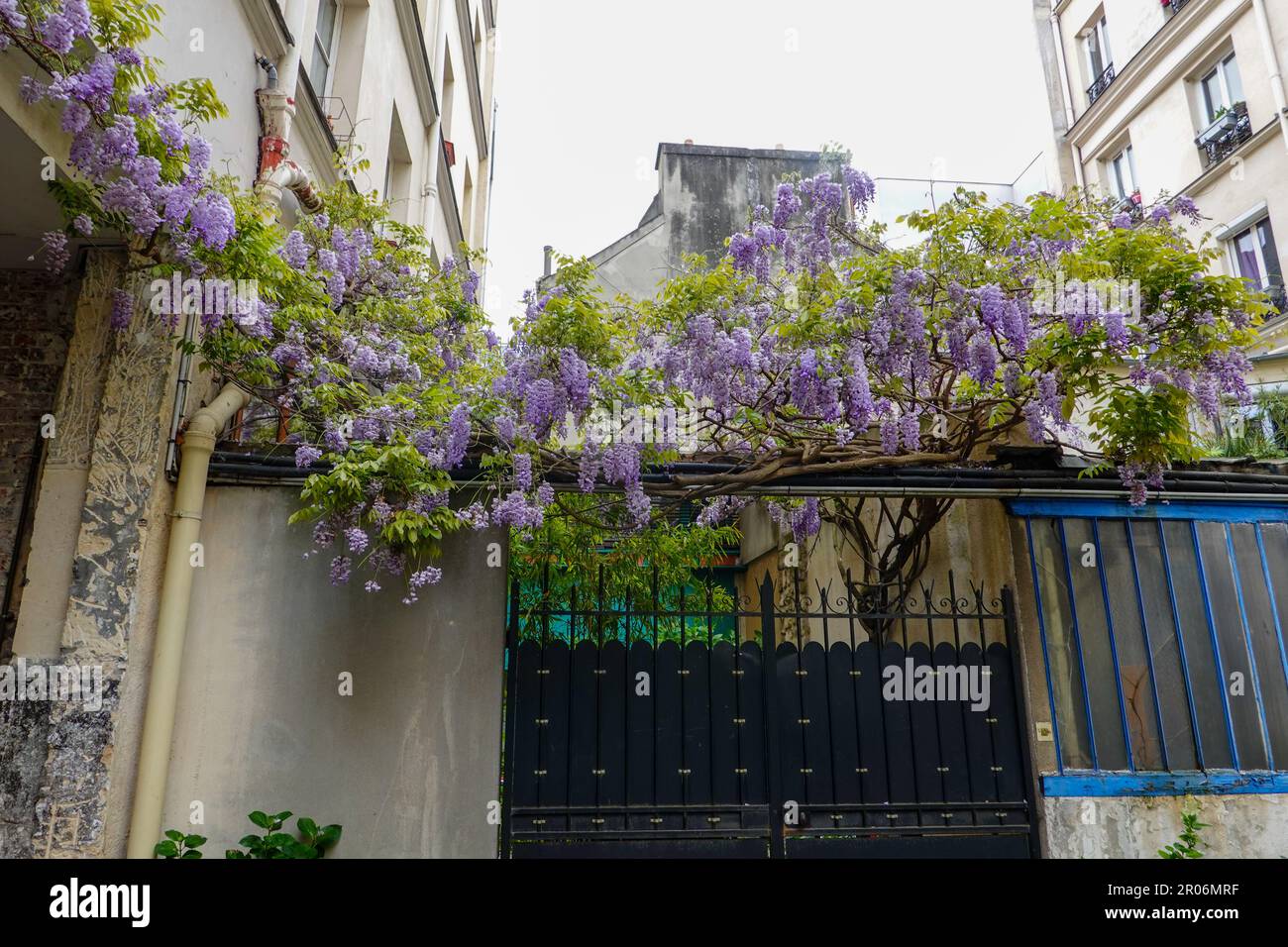 Plantas exuberantes, La Cité du Figuier, calle escondida en el distrito 11th, conocido como el lugar donde los trabajadores del metal tenían tiendas durante el siglo 19th, París. Foto de stock