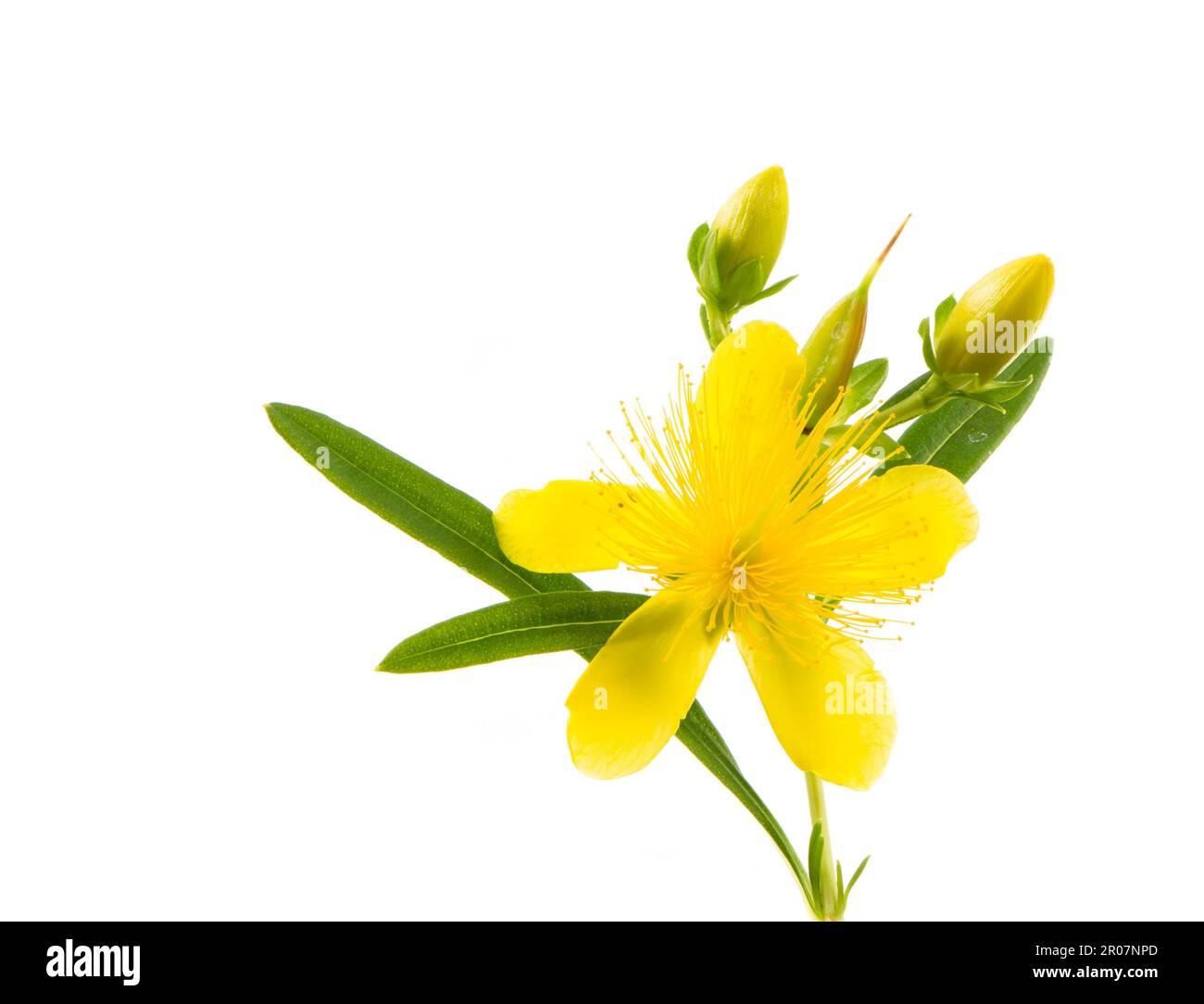 Flor aislada de una flor (hypericum) Foto de stock