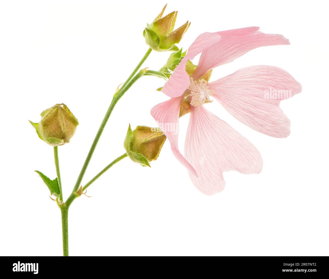 Flor aislada de una flor rosa (malva) Foto de stock