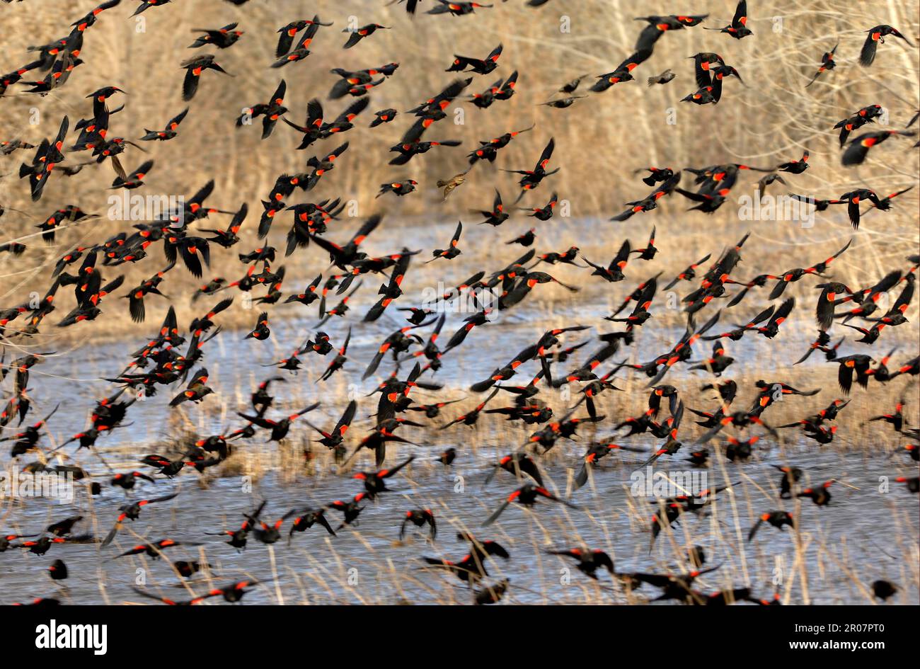 Pájaro negro alado rojo (Agelaius phoeniceus), Pájaro negro alado rojo, pájaros cantores, animales, aves, Bandada de aves negras de alas rojas, en vuelo, Bosque del Foto de stock