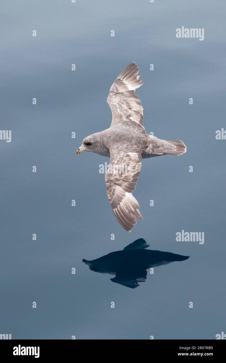 Fulmar del Norte (Fulmarus glacialis rodgersii) morfo intermedio, adulto, en vuelo sobre el mar, cerca de la isla de Bering, Islas Comandante, Mar de Bering Foto de stock