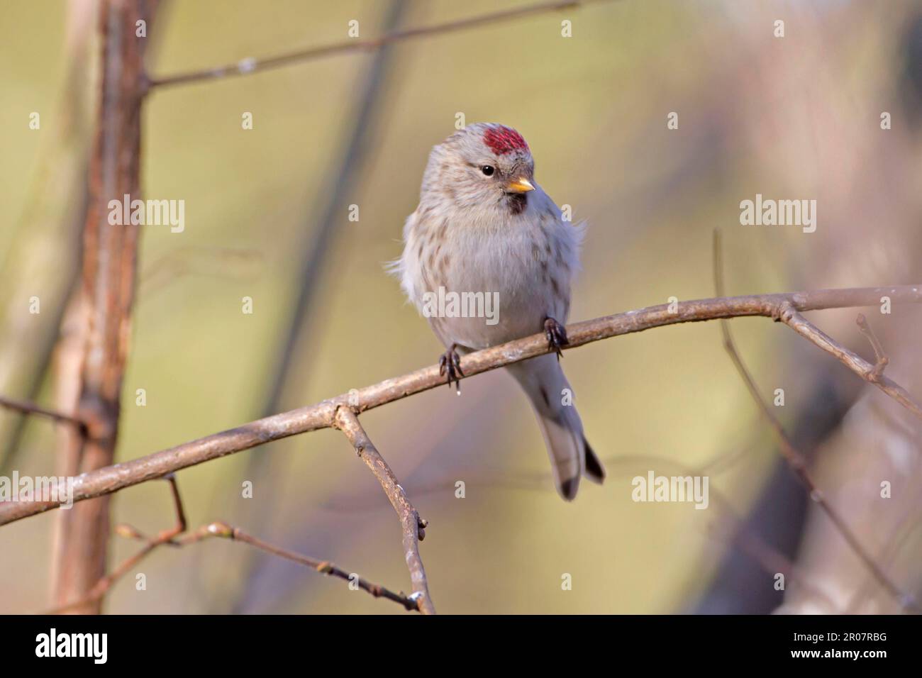 Hembra adulta de Arctic Redpoll (Carduelis hornemanni), primer plumaje de invierno, encaramado en ramita de avellana, Norfolk, Inglaterra, Reino Unido Foto de stock