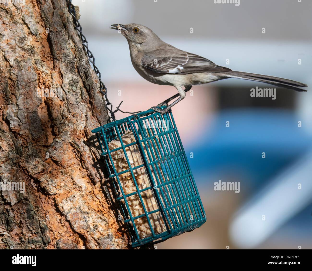 Mockingbird encaramado en una rama trre mirando a la izquierda. Foto de stock