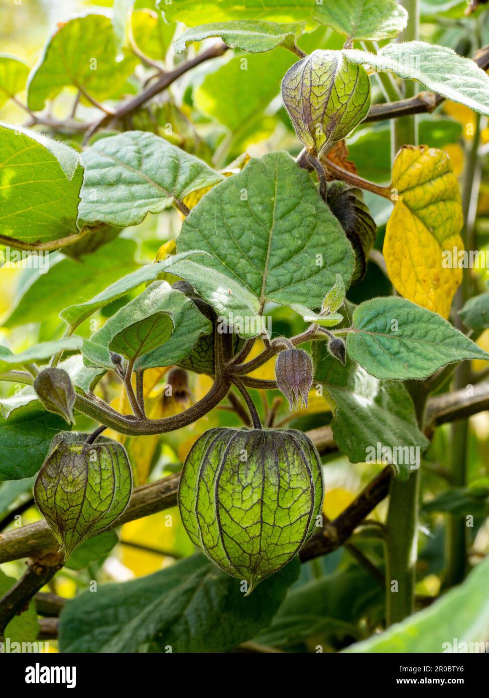 Detalle de frutos de uchuvas o de morera (Physalis peruviana) con fondo borroso - Physalis planta Foto de stock