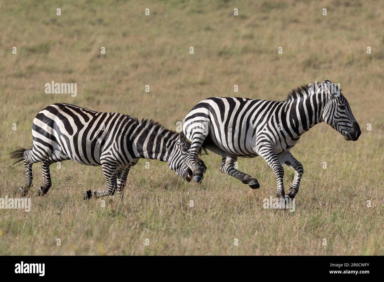 Llanuras cebra (Equus quagga boehmi) luchando, Masai Mara, Kenia Foto de stock