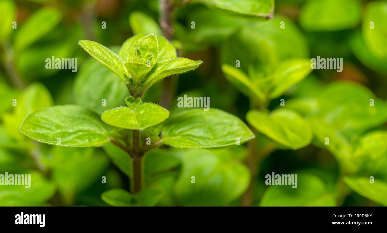Foto de primer plano de fotograma completo que muestra hojas de orégano verde fresco Foto de stock