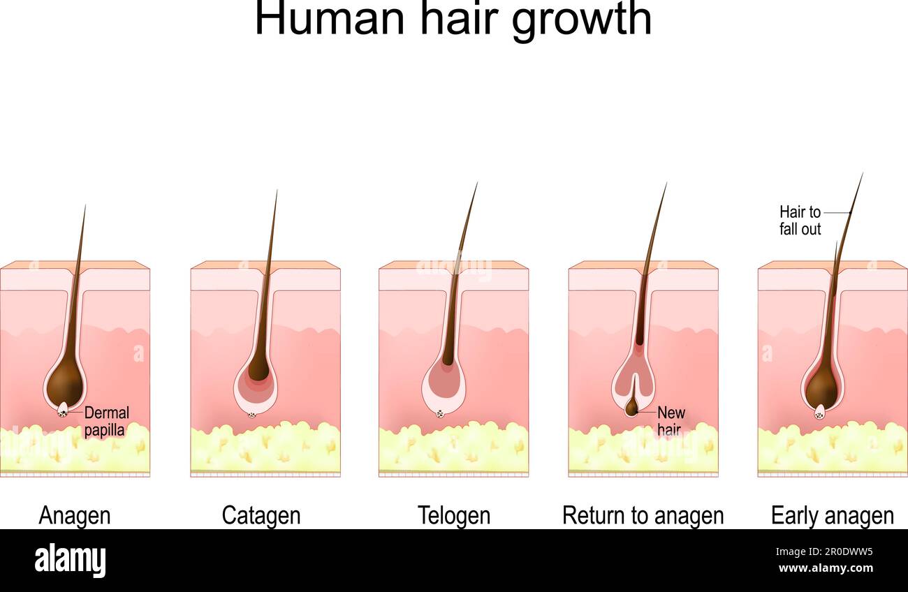 Crecimiento del cabello humano. ciclo de vida del folículo piloso. Fases anágenas, catágenas, telógenas y anágenas tempranas. Sección transversal de una piel humana con folículo piloso, a Ilustración del Vector