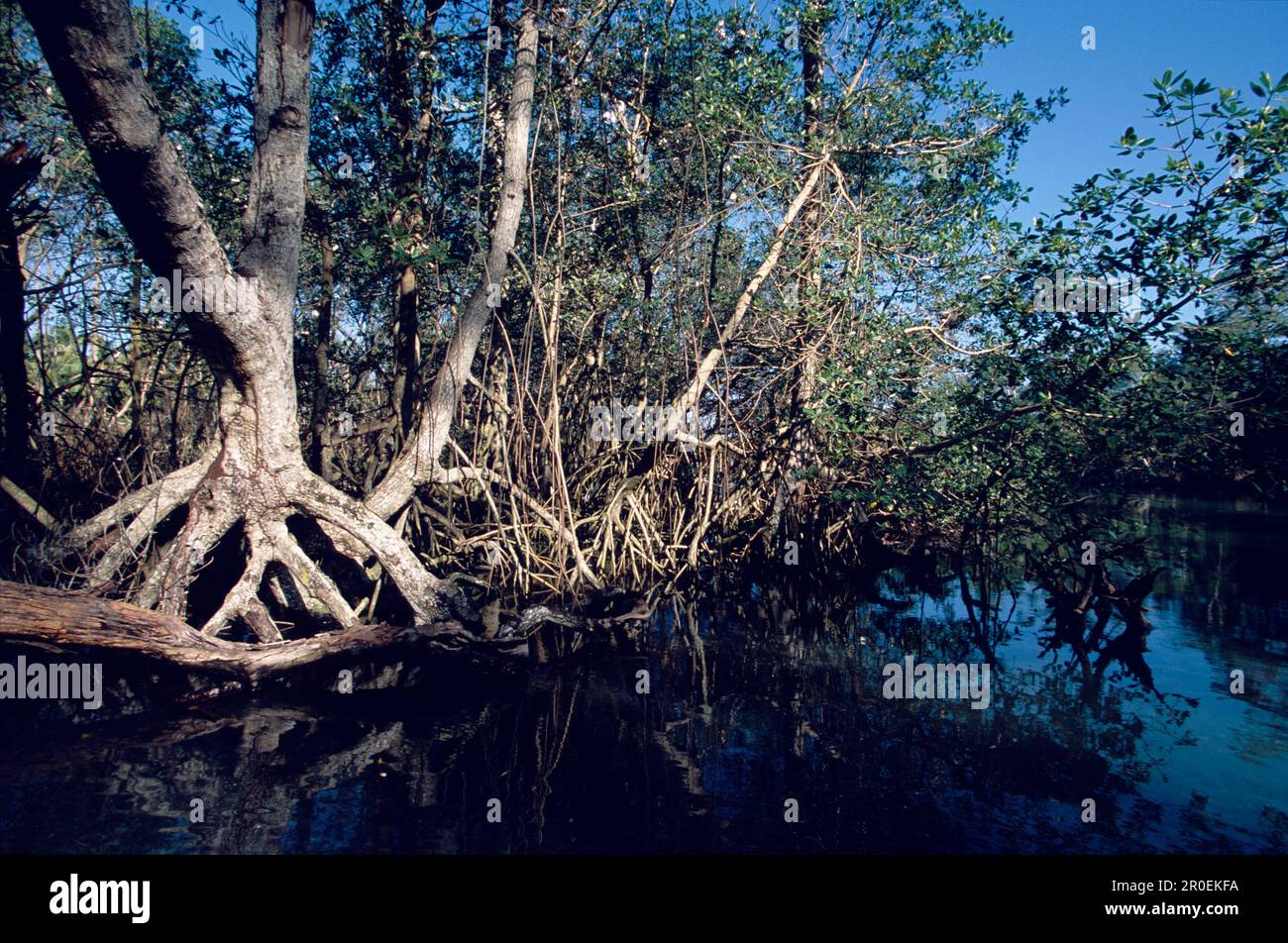 Bosque de manglares, Viaje en barco al bosque de manglares Laguna Gri-Gri, Río San Juan, República Dominicana Foto de stock