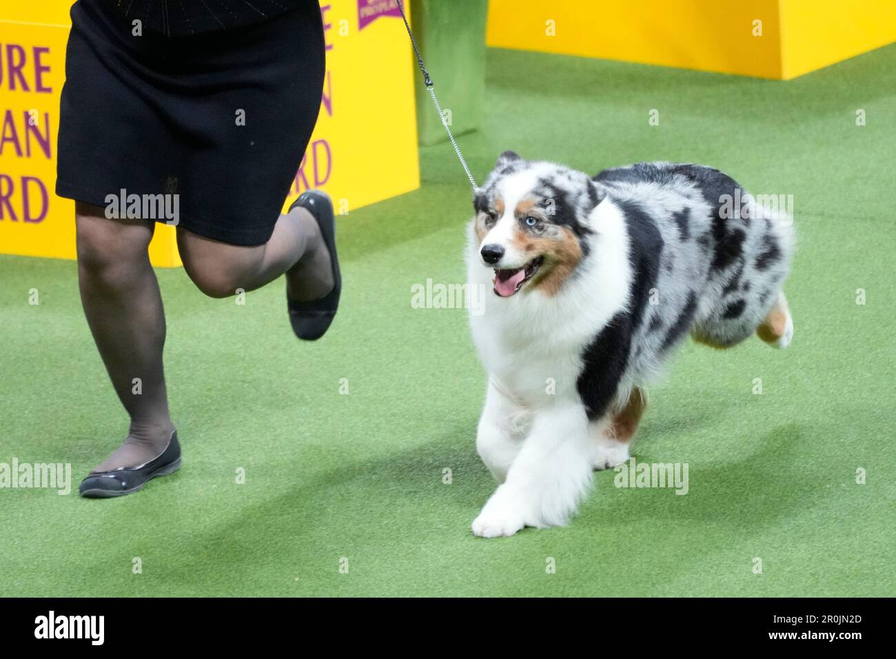 Ribbon, an Australian shepherd, competes in the herding group