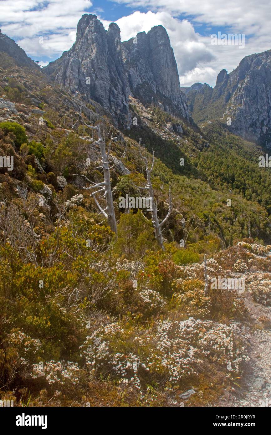 Sharlands Peak y Barron Pass, Parque Nacional Franklin-Gordon Wild Rivers Foto de stock