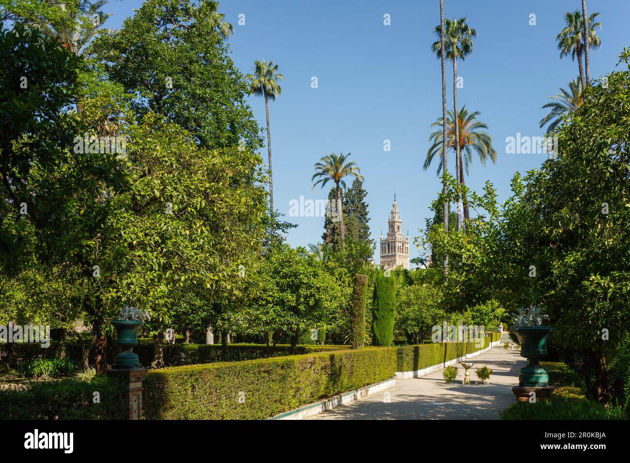 Vista a la Giralda, campanario de la catedral, palmeras en los Jardines del Real Alcázar, jardín del palacio real, Patrimonio de la Humanidad de la UNESCO, Sevi Foto de stock