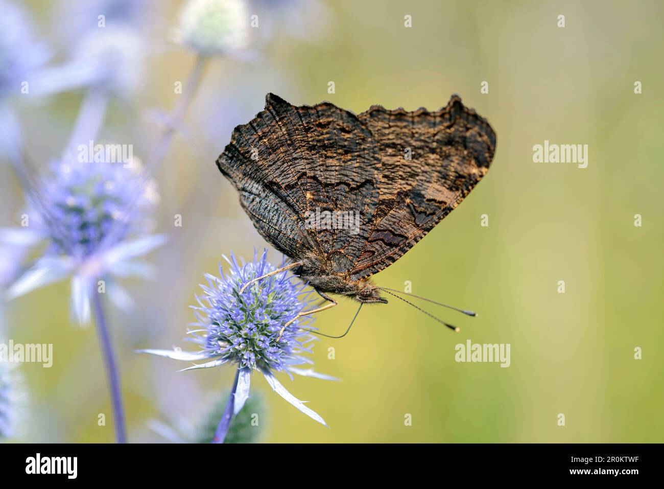 Pavo real europeo o mariposa pavo real - Aglais-io - que descansa en Eryngium palmatum - el eryngo azul, acebo de mar plano o cardo noble Foto de stock