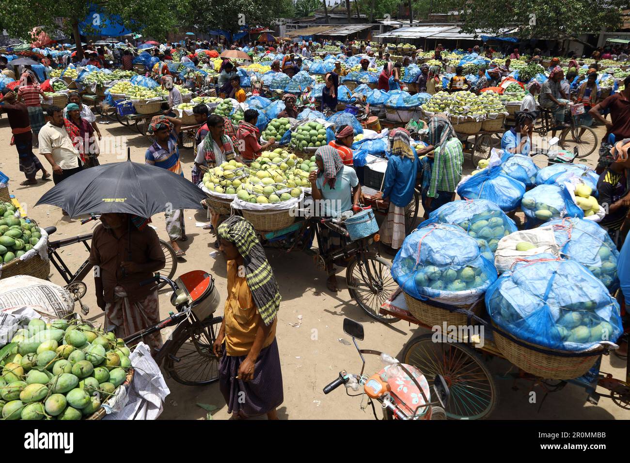Kansat, Chapainawabgonj, Bangladesh. 9th de mayo de 2023. Compradores y vendedores están vendiendo mangos en el mercado de mango más grande de Kansat, Chapainawabganj. Este año, la venta de mangos en el mercado de Bangladesh ha comenzado desde la primera semana de mayo. Los vendedores traen mangos de los huertos en el mercado en bicicletas y furgonetas. Desde este mercado, los mangos se exportan a todo Bangladesh y al extranjero. (Imagen de crédito: © Syed Mahabubul Kader/ZUMA Press Wire) ¡USO EDITORIAL SOLAMENTE! ¡No para USO comercial! Crédito: ZUMA Press, Inc./Alamy Live News Foto de stock